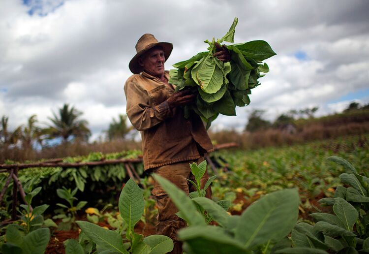 A worker harvests tobacco at a farm in Vinales, Cuba.

