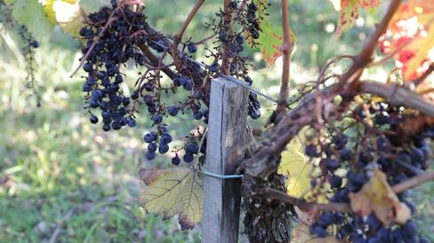 Merlot grapes