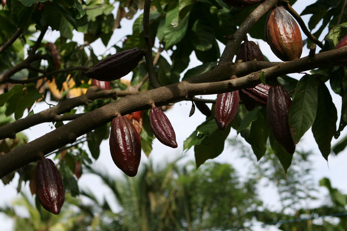  Export Rubber, Cocoa, Palm Oil to U.S., EU Tells Nigeria