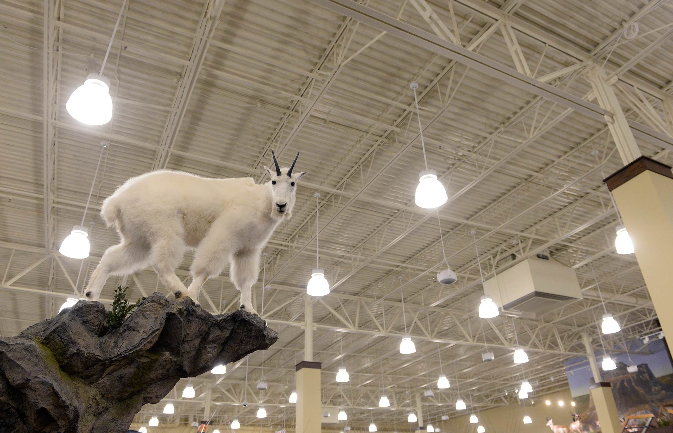 A taxidermy mountain goat is one of several taxidermy animals on display at the Cabela's store in Thornton, Colo.