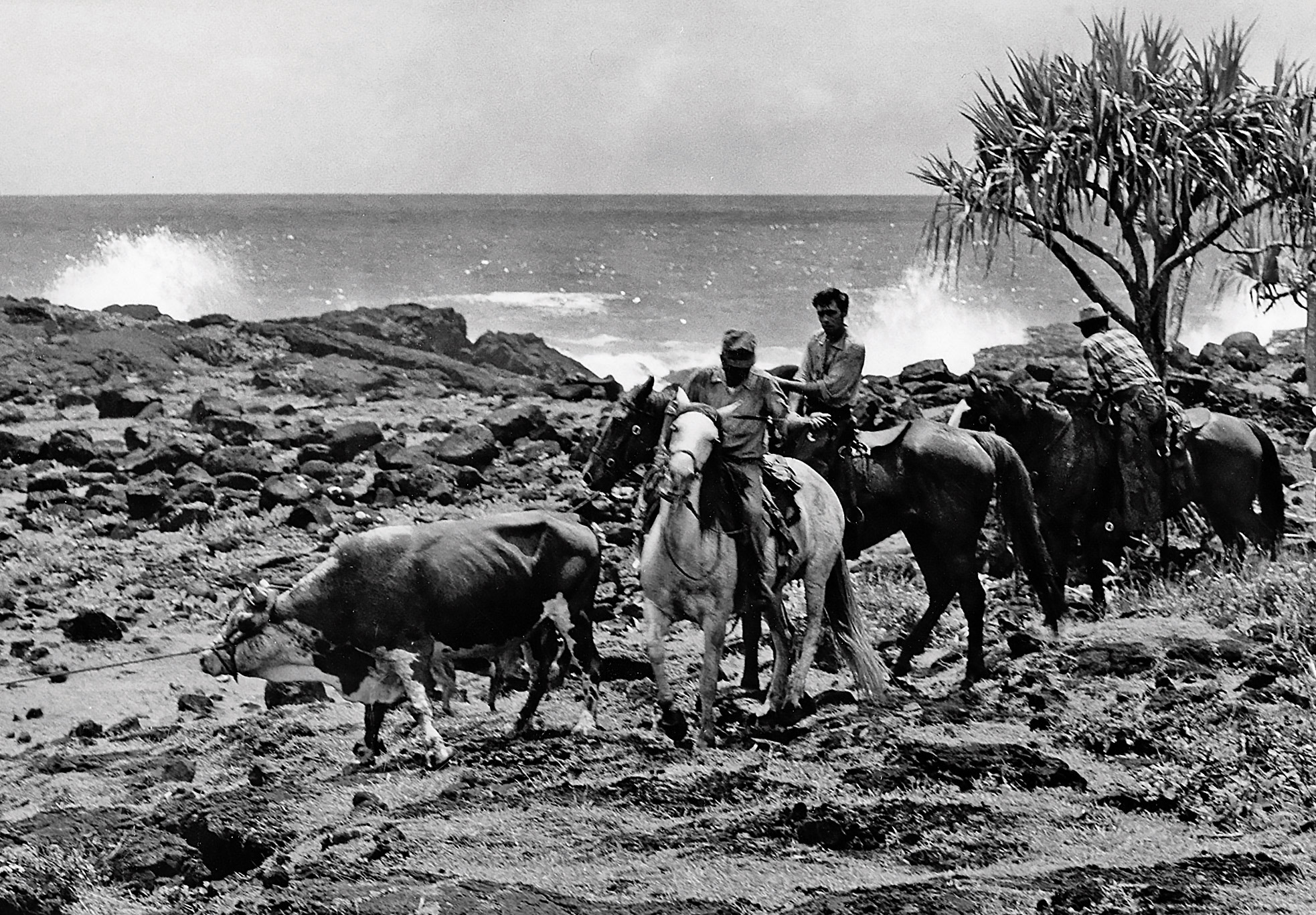 original-interior-of-mana-hale-historic-homes-cattle-and-country