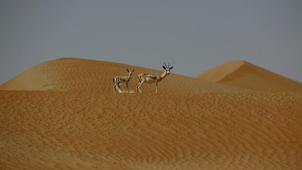 <p&gtIt's a Sand Hill, see?</p>
 Photographer: KARIM SAHIB/AFP/Getty Images.
