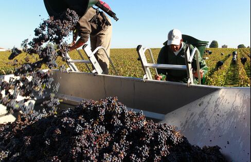 Harvest in the Bordeaux region