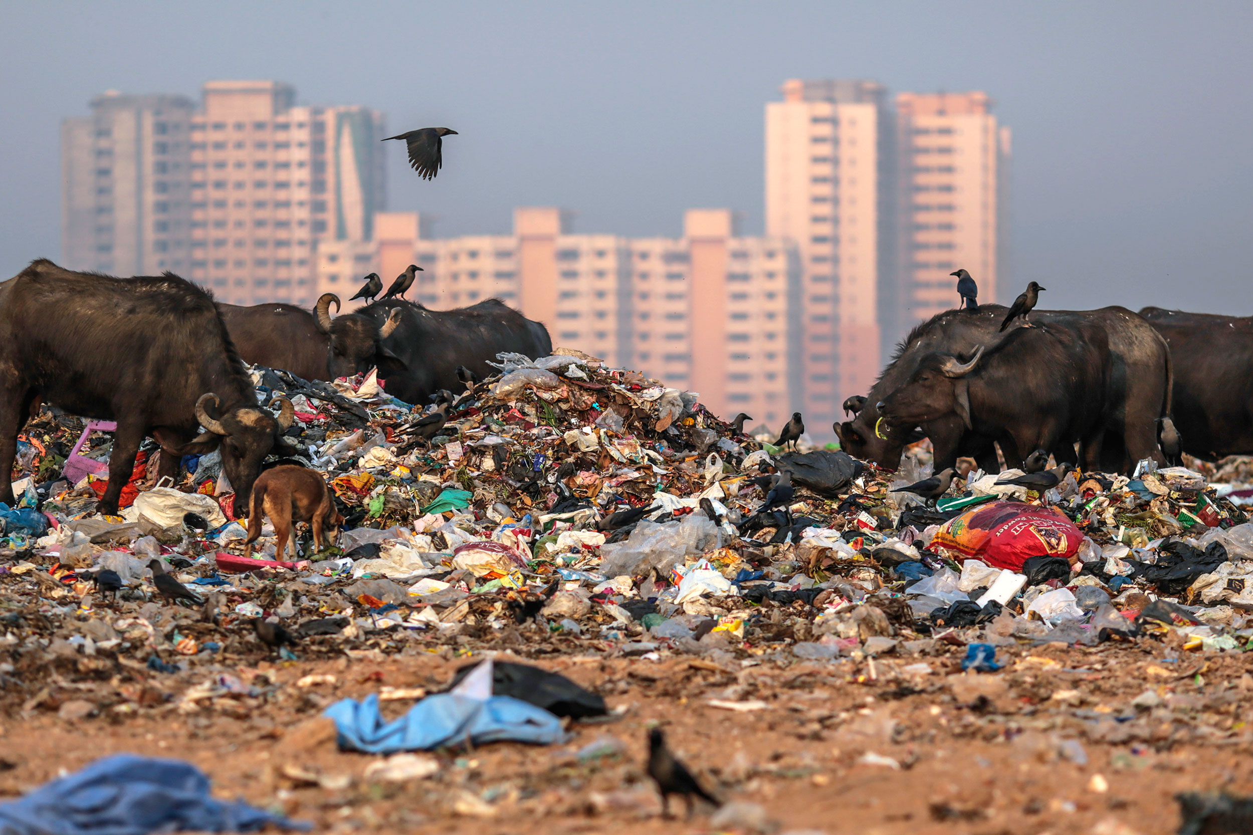 Mumbai Is Being Buried Under a Mountain of Its Own Trash ...