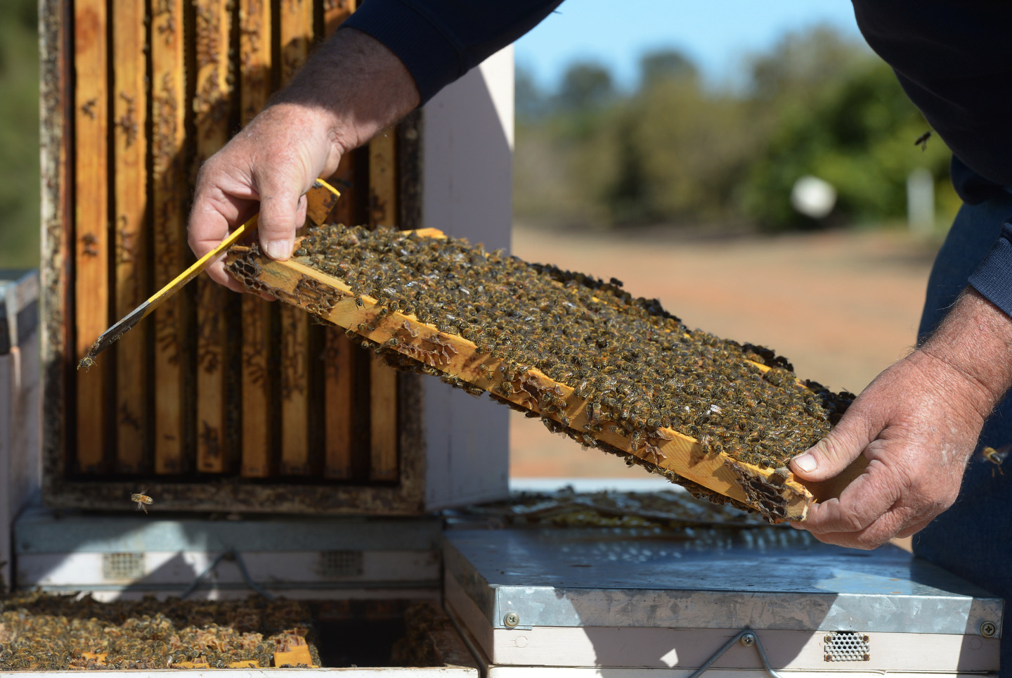 A beekeeper inspects a segment of a beehive in Australia.