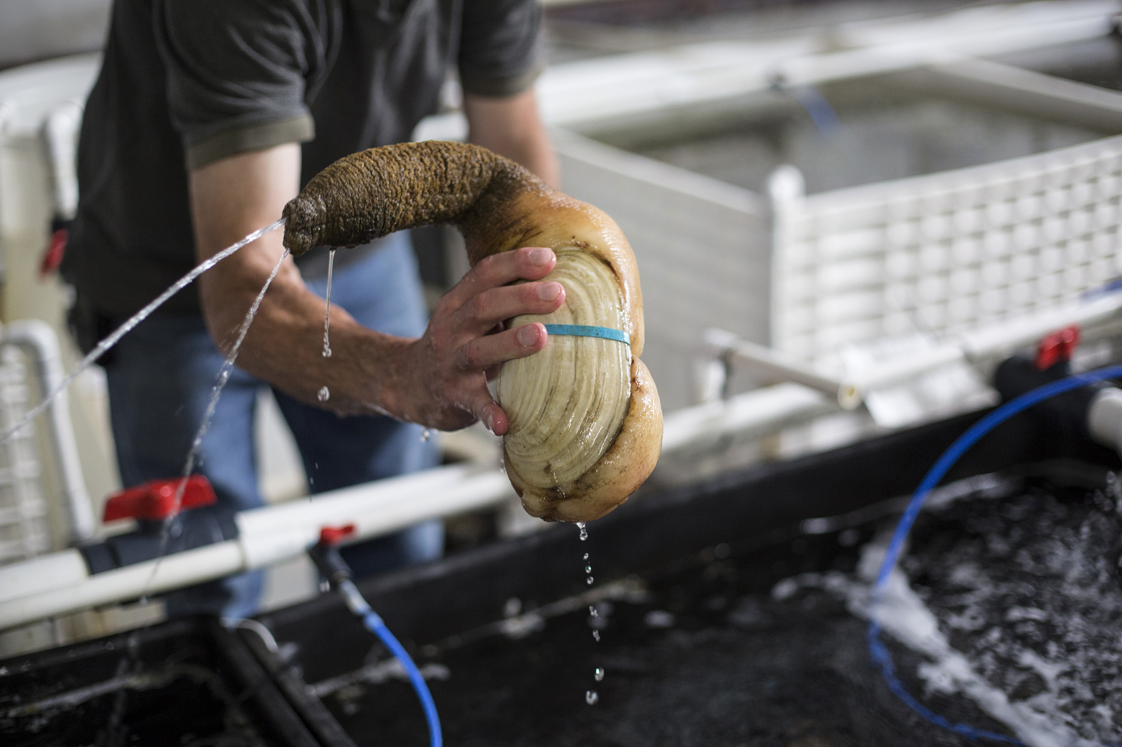 Follow A Geoduck The World S Most Nsfw Seafood From Mud To Plate Bloomberg