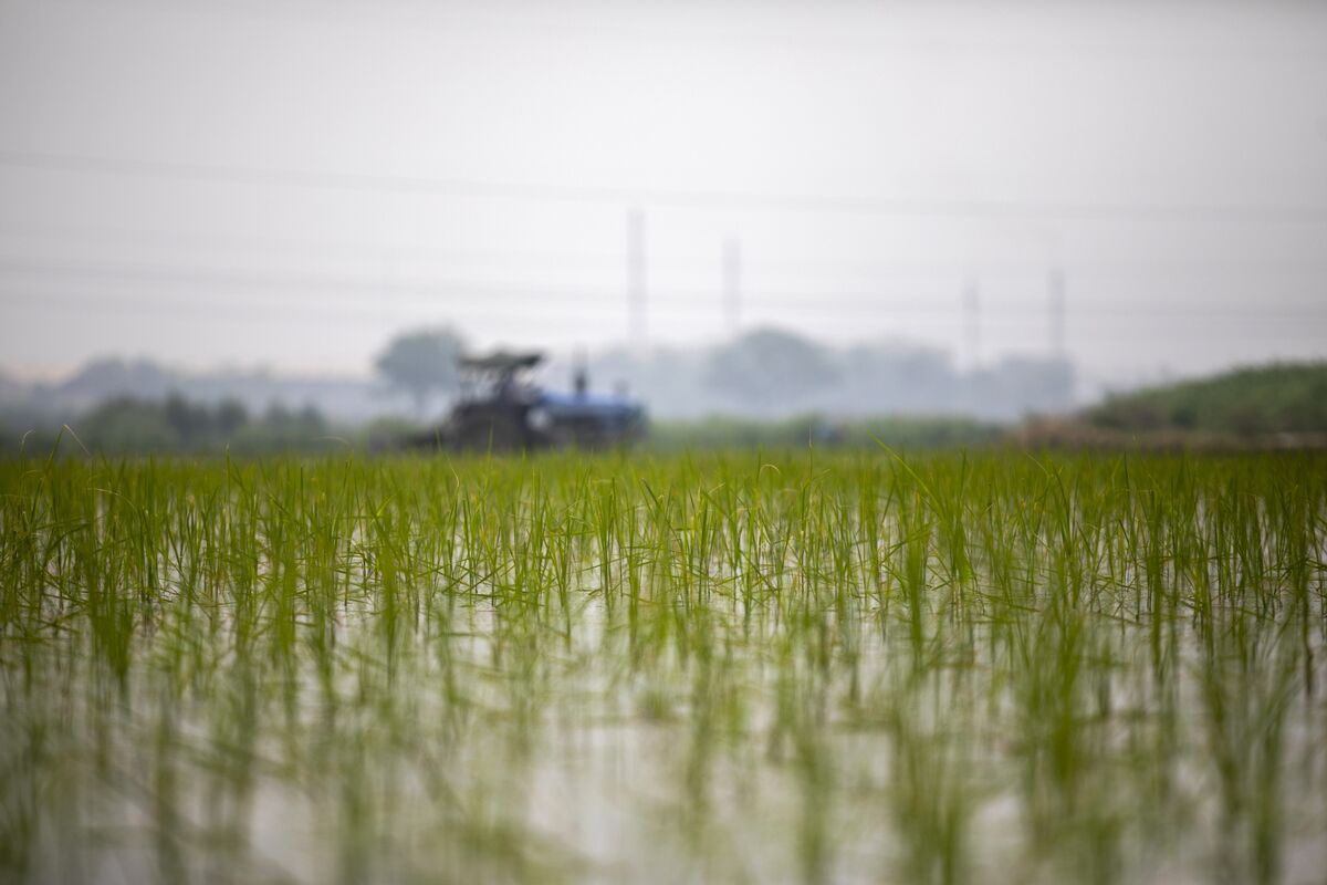 Soaring Rice Prices At Year High Rekindle Inflation Risk For World S