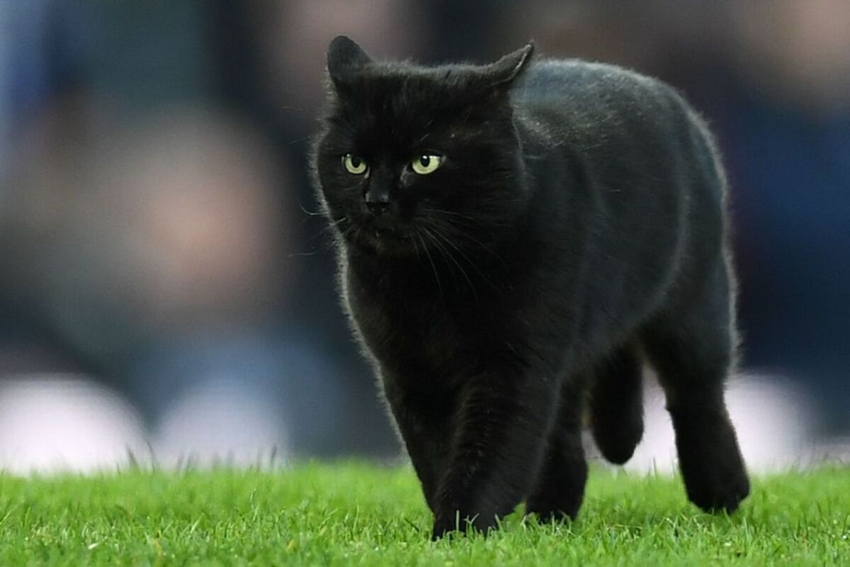 Черный кот бежит