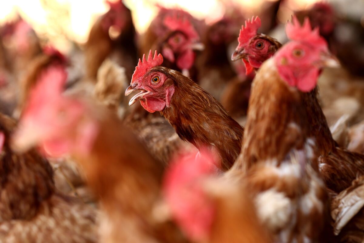 US Records Worst Bird Flu Outbreak In Two Years At Iowa Egg Farm