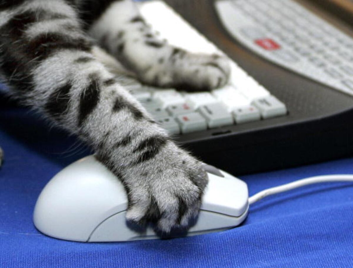 Кот с компьютерной мышкой