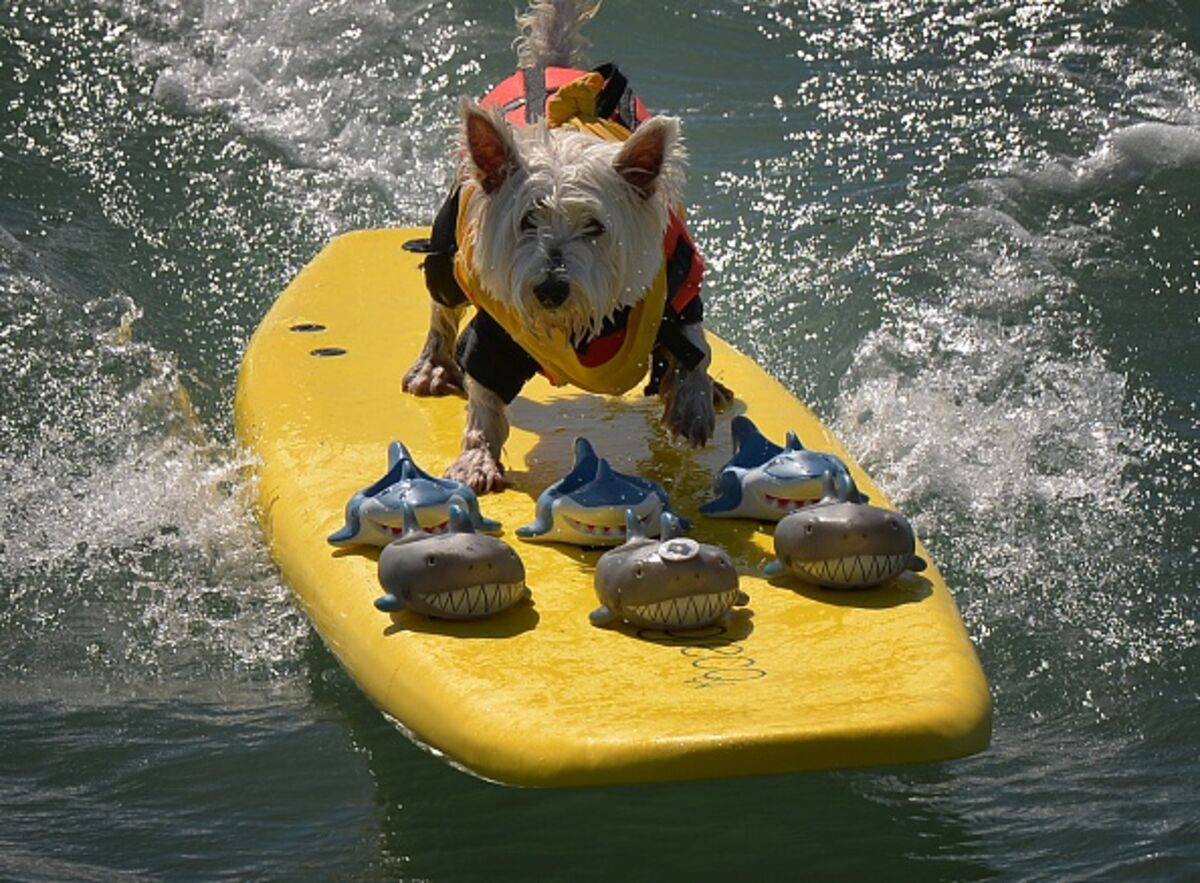 Собака серфинг игра