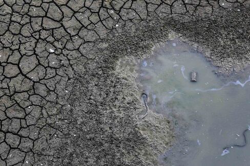 Dead snakes lie in the dried -up Manjara dam.