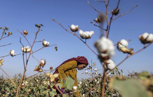 Cotton Harvest And Production As World Stockpiles Forecast To Be Second-Largest Ever At End Of Season