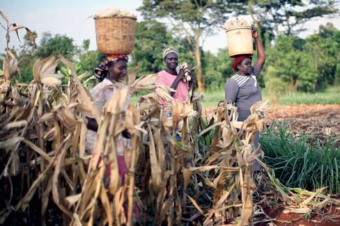 Farmers in Kenya harvest corn from Monsanto’s Water Efficient Maize for Africa project.<br /><br /><br /><br /><br /><br /><br /><br /><br />