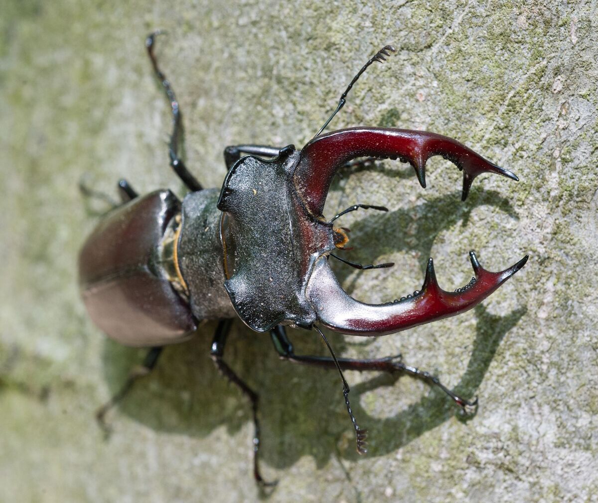 Shkreli's Face-Biting Beetle - Bloomberg Gadfly