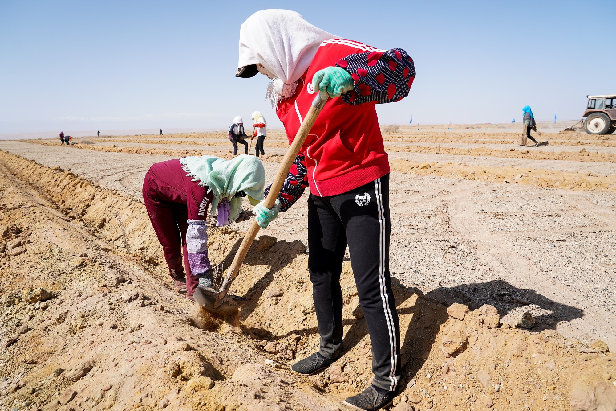 Farmers plant Saxaul trees near the Yangguan area, as part of the Alipay Ant Forest green initiative, in April 2019.