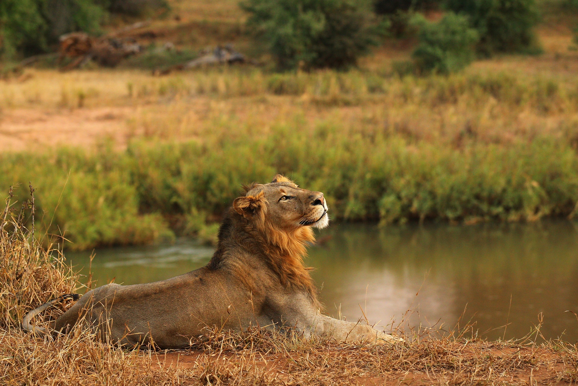 How to Watch and Listen to the Week 1 game between the Lions and