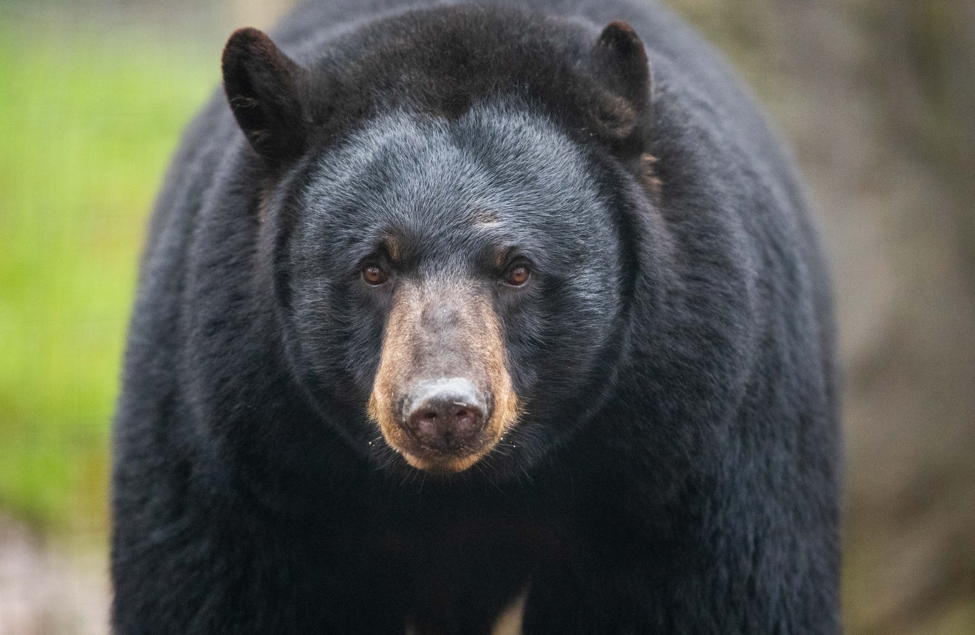 Black bear guide: how to identify, where to find them and what to do if you  encounter one - Discover Wildlife