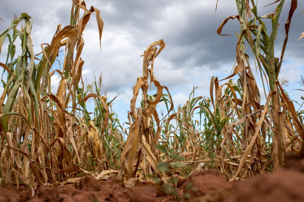 El Niño Sees African Union Insurance Agency Pay Out $60 Million - Bloomberg