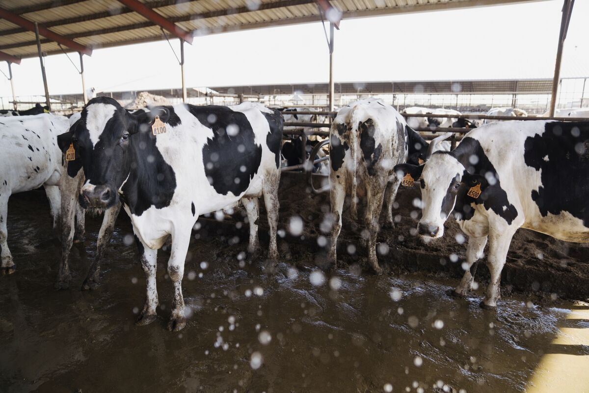 Bird Flu Is Spreading in Cows. Could It Cause Another Pandemic?