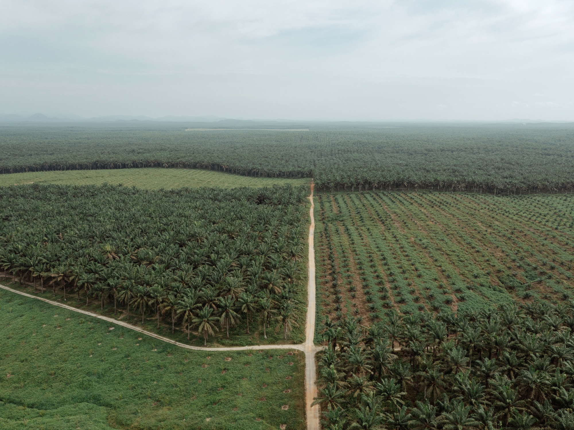 Cultivation and Management of Palm Oil Plantation