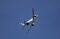 boeing v airbus subsidy dogflight essay boeing v airbus subsidy dogflight essay