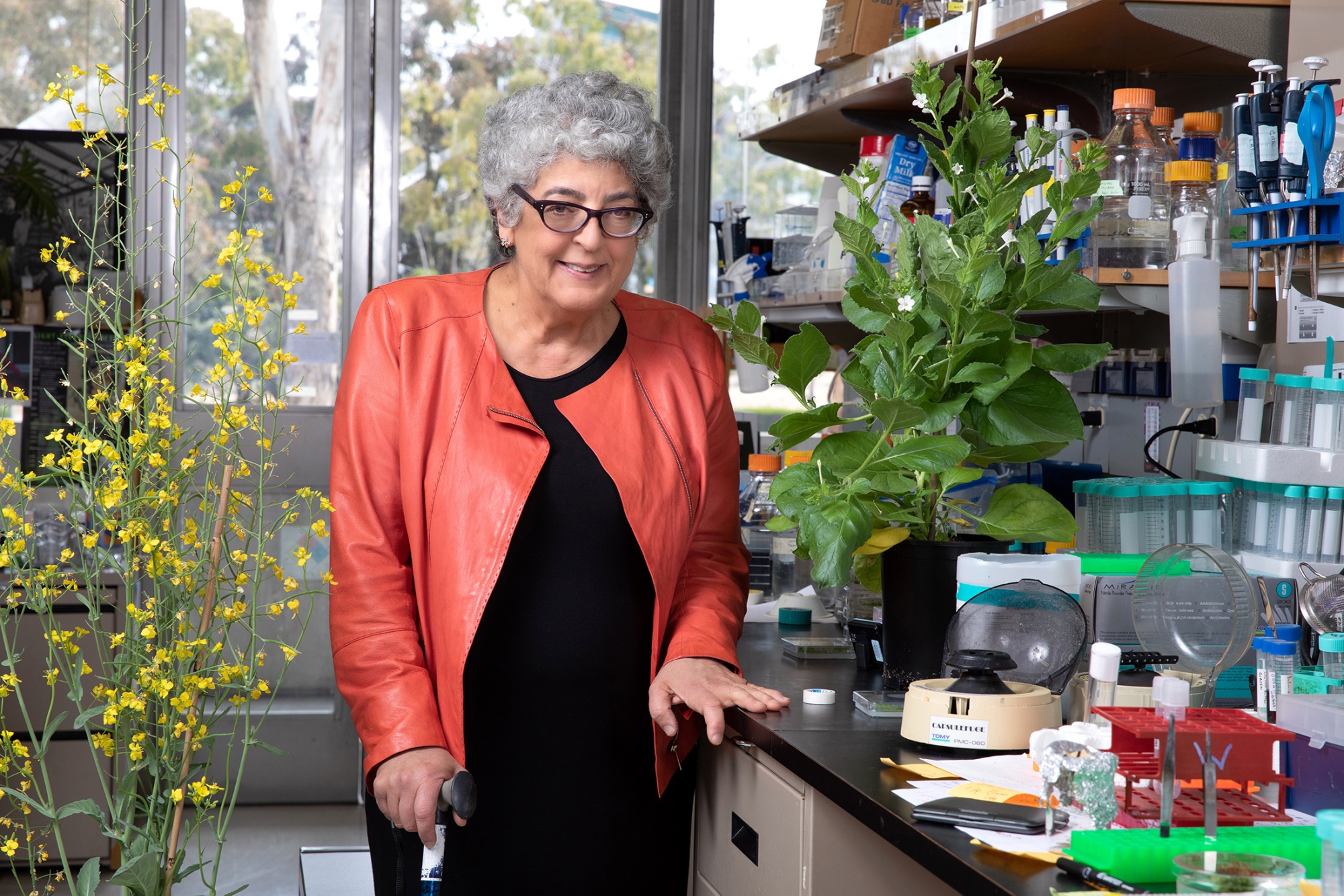 relates to Carbon-Sucking Bionic Weeds Are New Front in Climate Change War