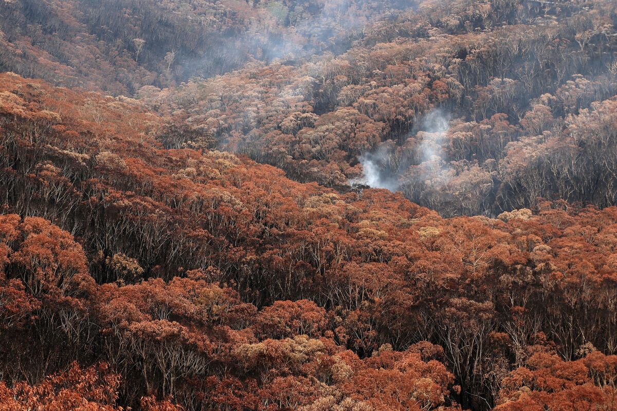 Australia Briefing: Bushfire Babies