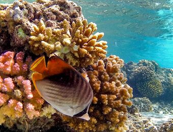 relates to Private Equity Sees the Coral Crisis as an Investment Opportunity