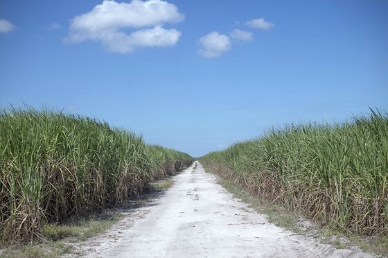 Florida’s Algae Blame Sticks to ‘Red-Tide Rick’ in Senate Race