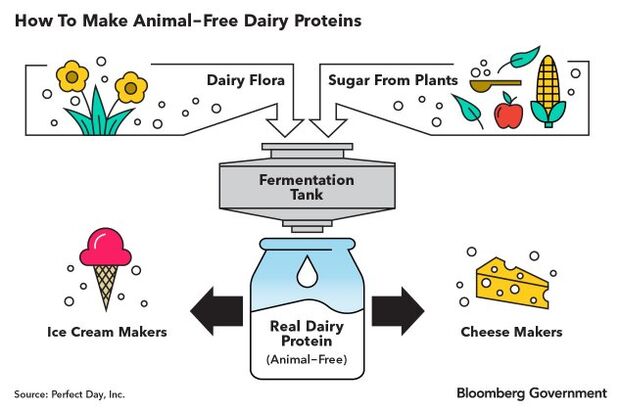 Move Over Fake Meat Cow Less Milk And Cheese Are On The Way