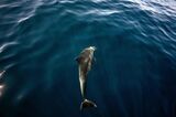 TOPSHOT-BRAZIL-ANIMAL-WILDLIFE-DOLPHINE-FEATURE