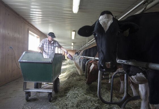 Canada's Dairy Farmers Could Be Trudeau's Nafta Bargaining Chip