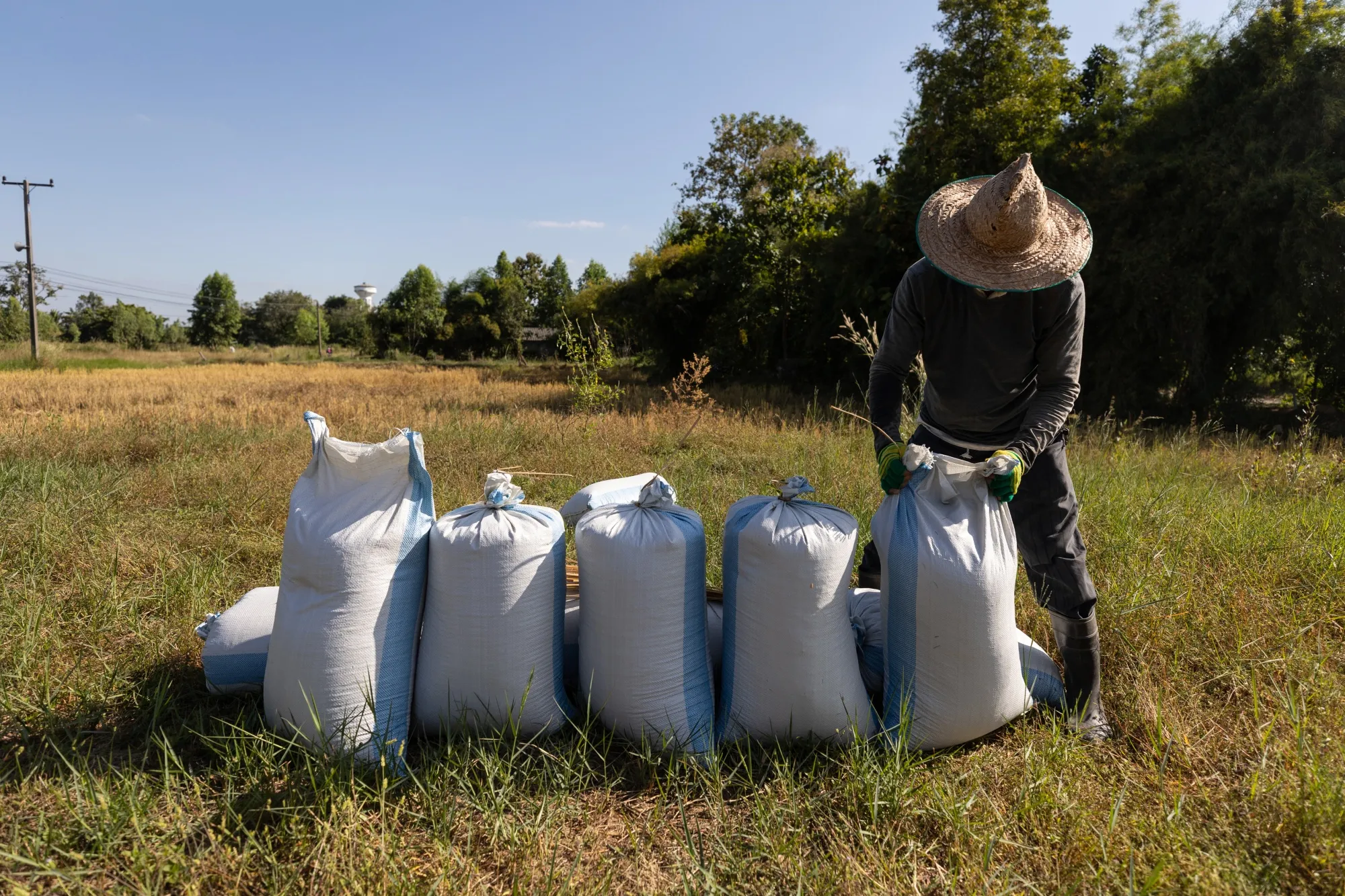 A famer secures sacks of harvested paddy rice in Kalasin province, Thailand.