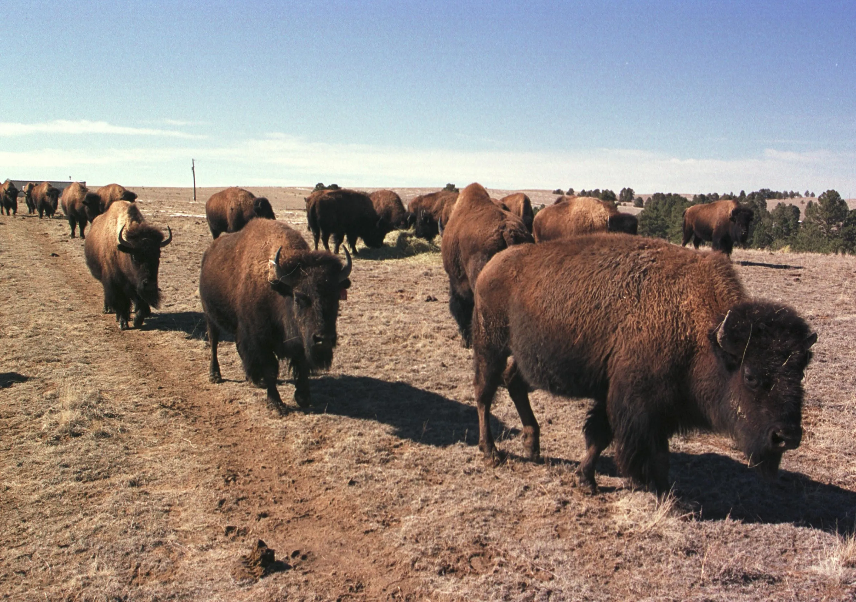 The herd of buffalo.