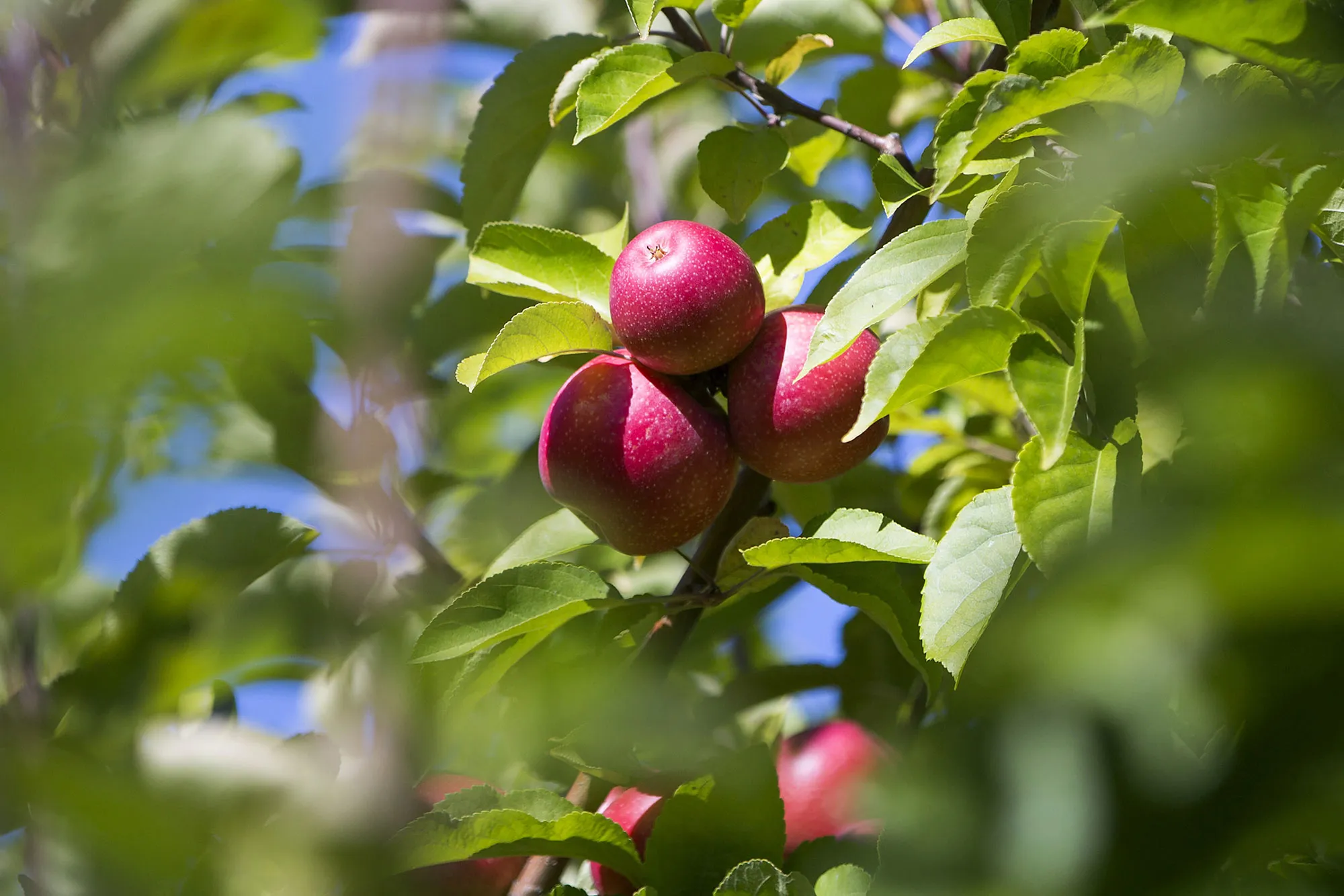 Record Warmth Could Turn Into a Disaster for U.S. Fruit Growers - Bloomberg