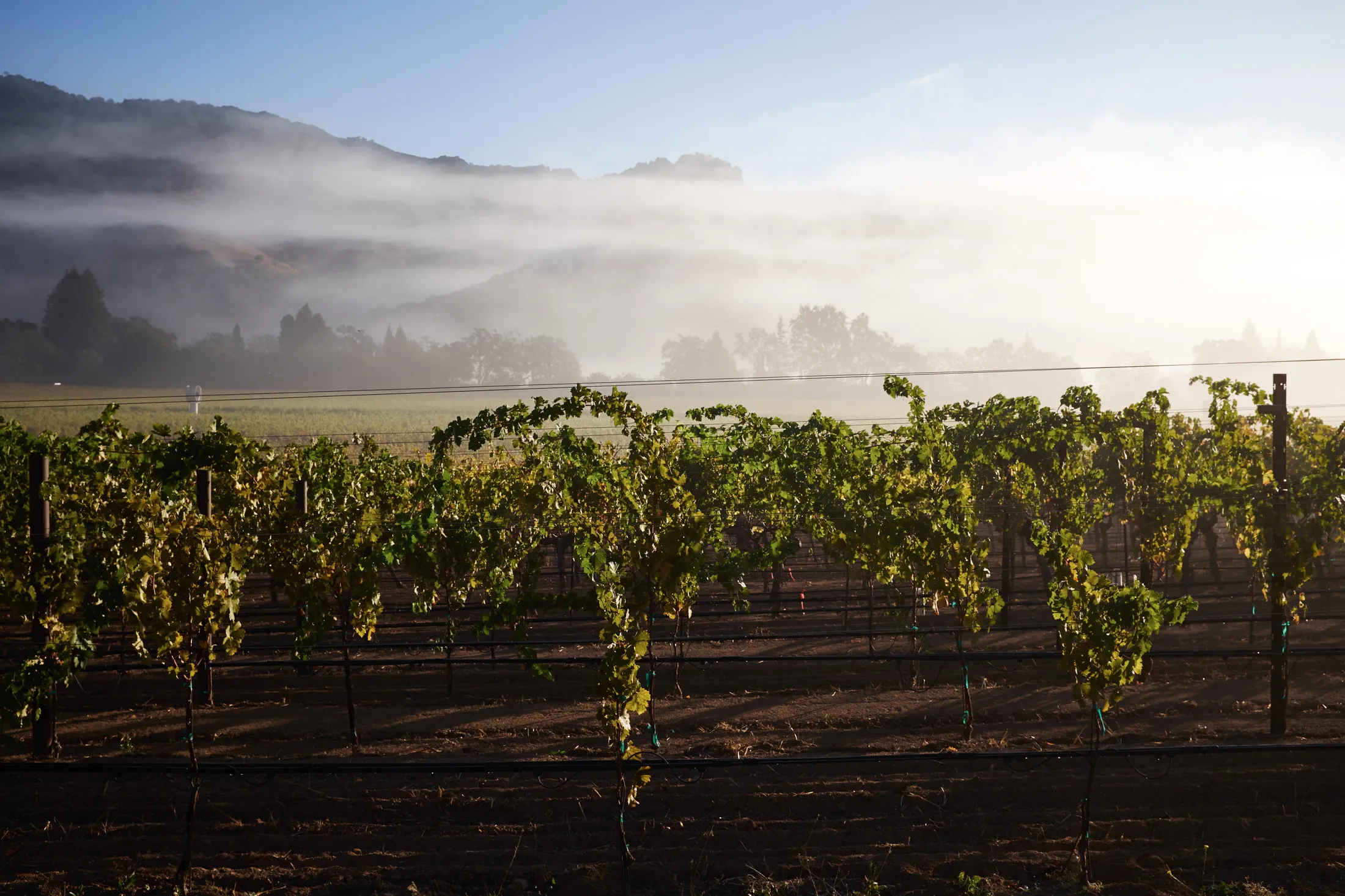Rows on grape vines in vineyard, California, USA