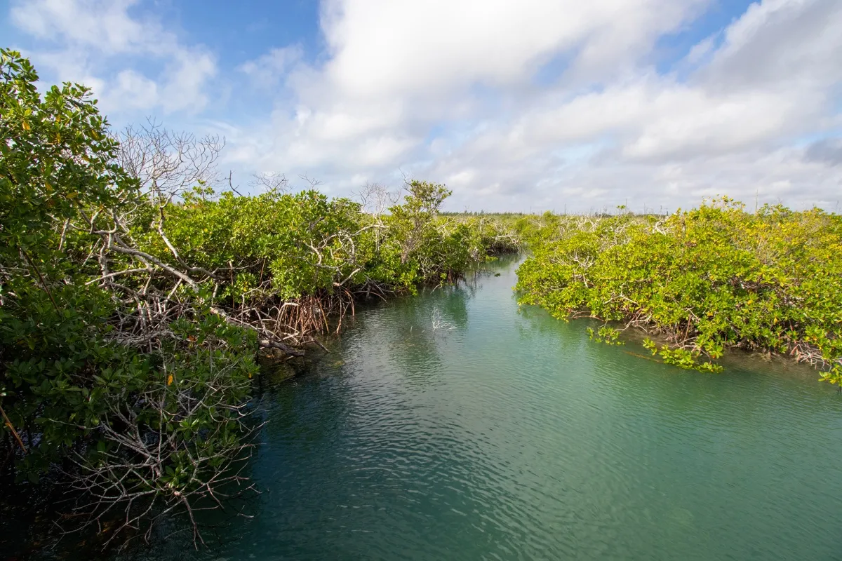 Mangroves on Grand Bahama Island.&nbsp;