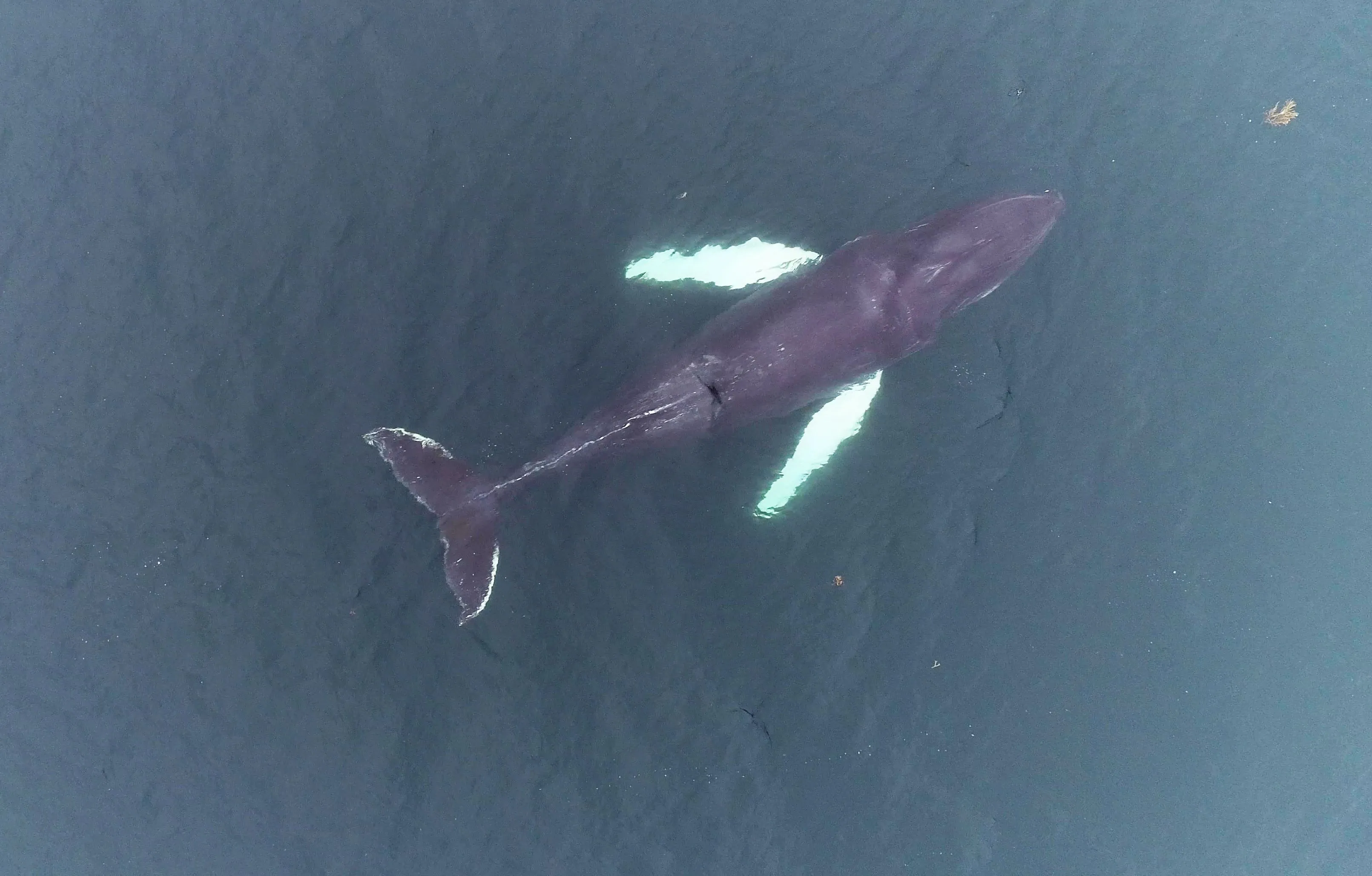 Iceland is one of just three countries in the world, along with Norway and Japan, to have allowed commercial whaling in recent years.