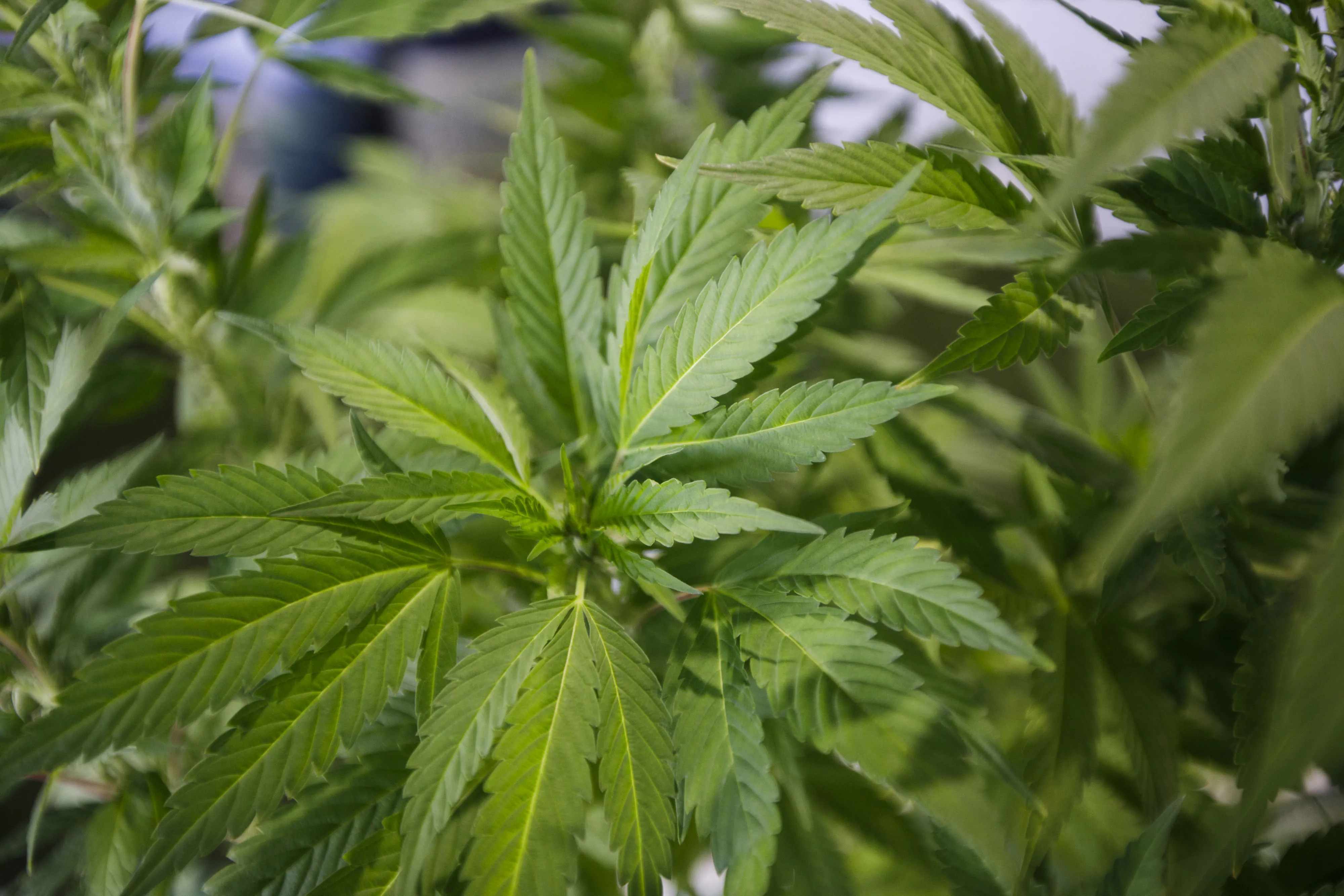 Cannabis Plant
