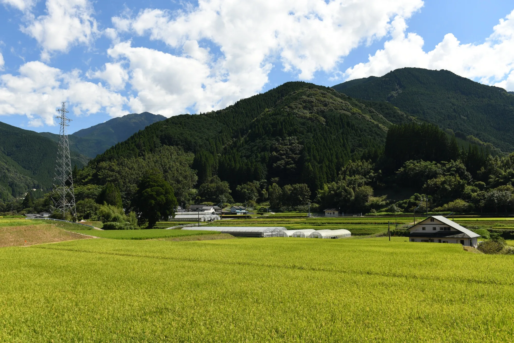 Rice fields in Misato, Kumamoto Prefecture, Japan in September 2024.&nbsp;