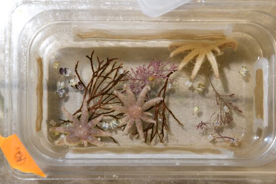 Scientists Are Breeding Sea Stars in a Lab to Rehabilitate Warming Oceans