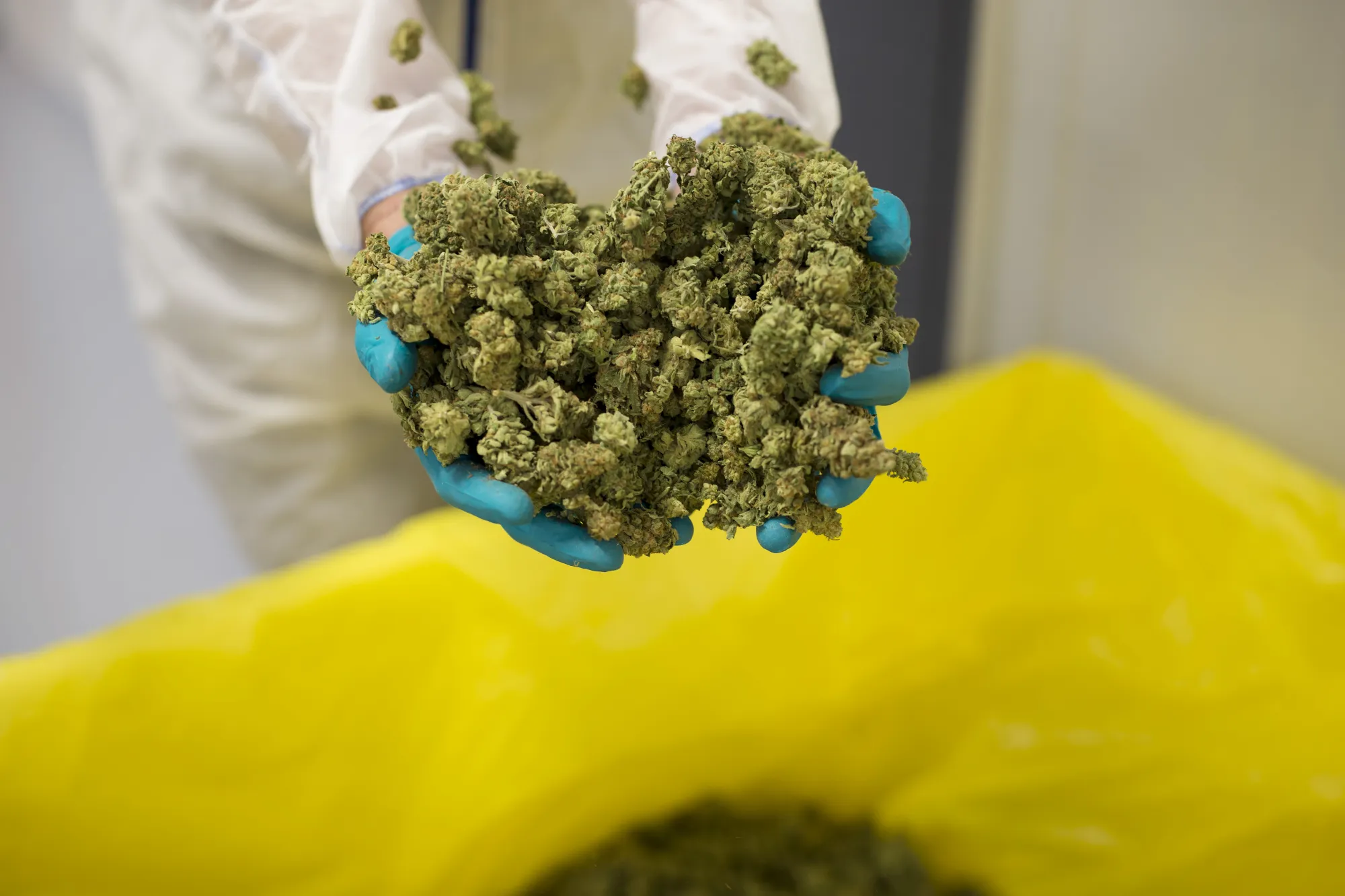 Inside CannTrust Holdings Inc. Niagara Perpetual Harvest Greenhouse As Big Money Tests Marijuana Waters