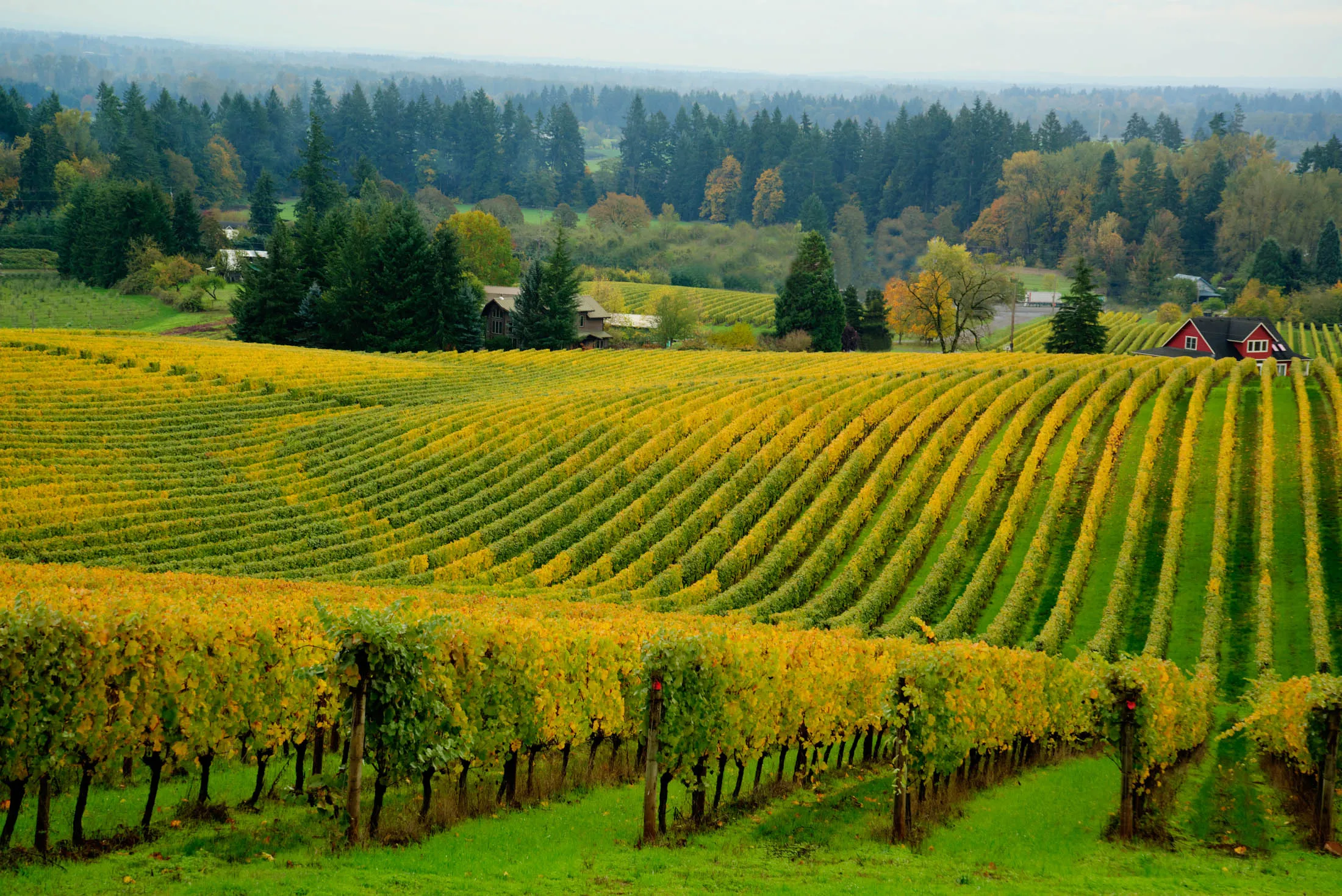 A vineyard in the Willamette Valley.