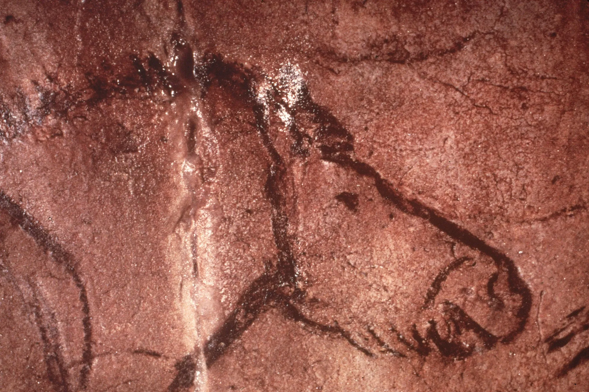 The head of a horse, from Lascaux, France.