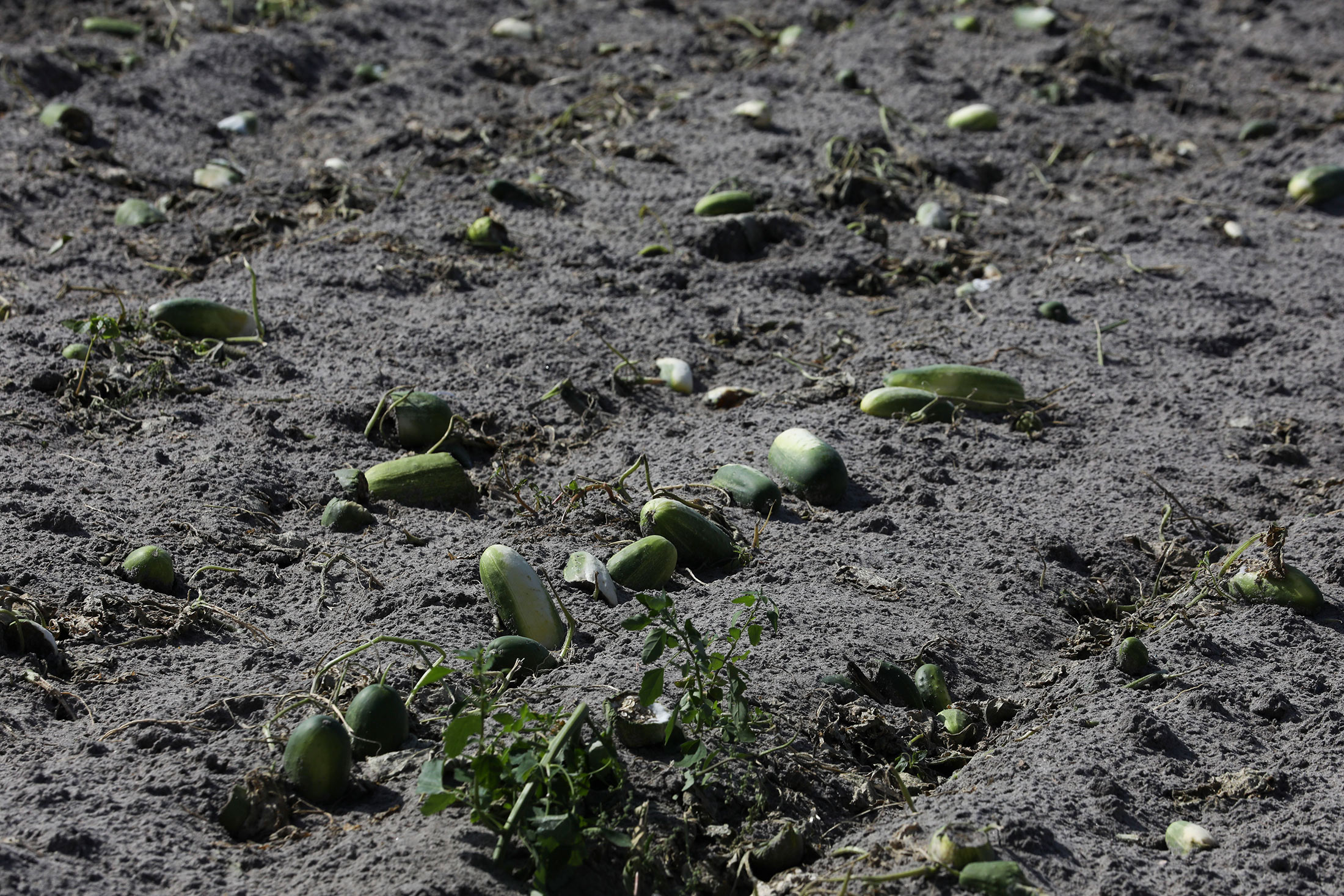 A cucumber field that has been plowed over in Mount Dora, Florida, on April 22.
