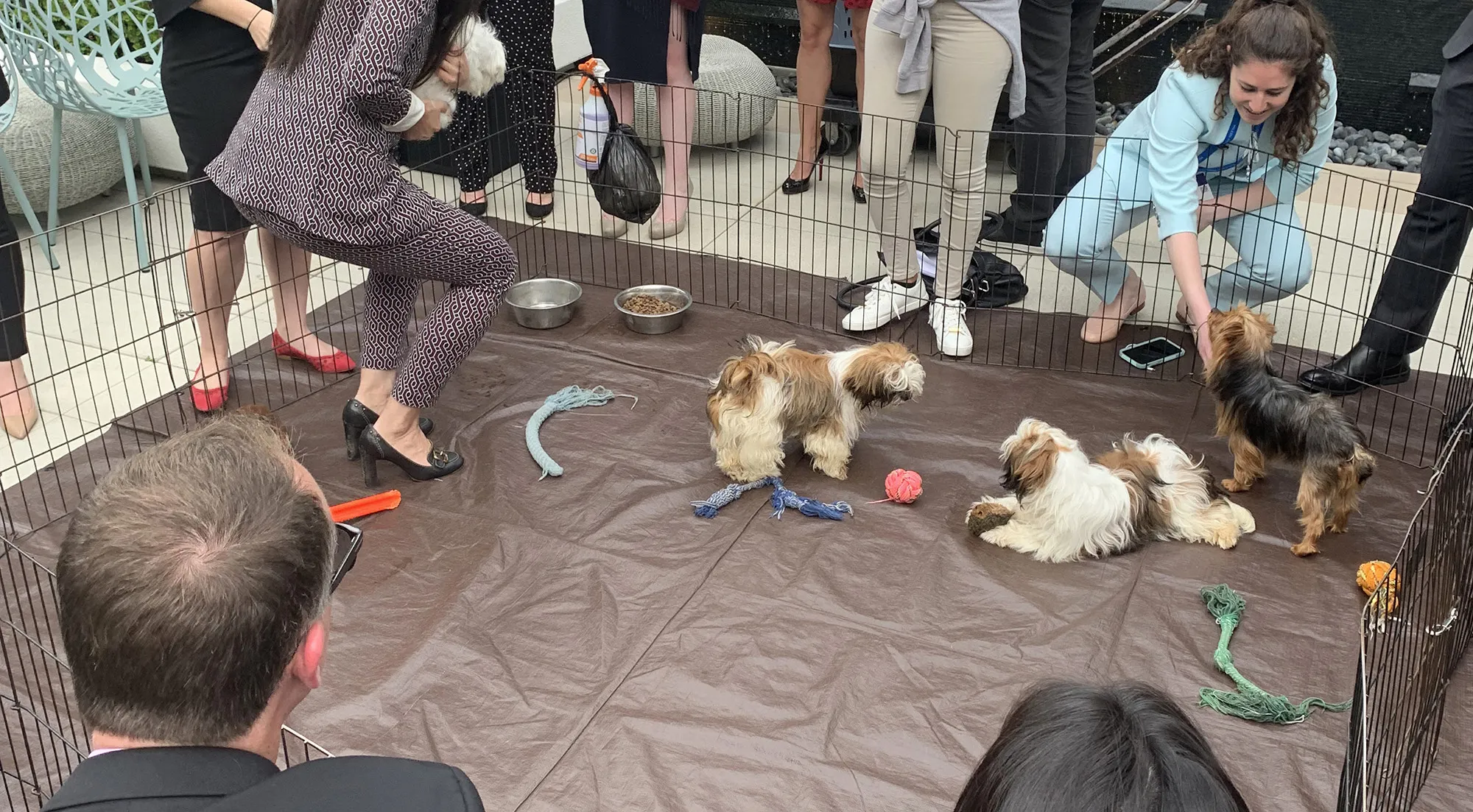 Puppies&nbsp;made an appearance to teach executives how to reduce stress. It didn’t seem to be working.