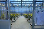 Broccoli plants at Syngenta AG’s Research and Technology Center in Enkhuizen, Netherlands.