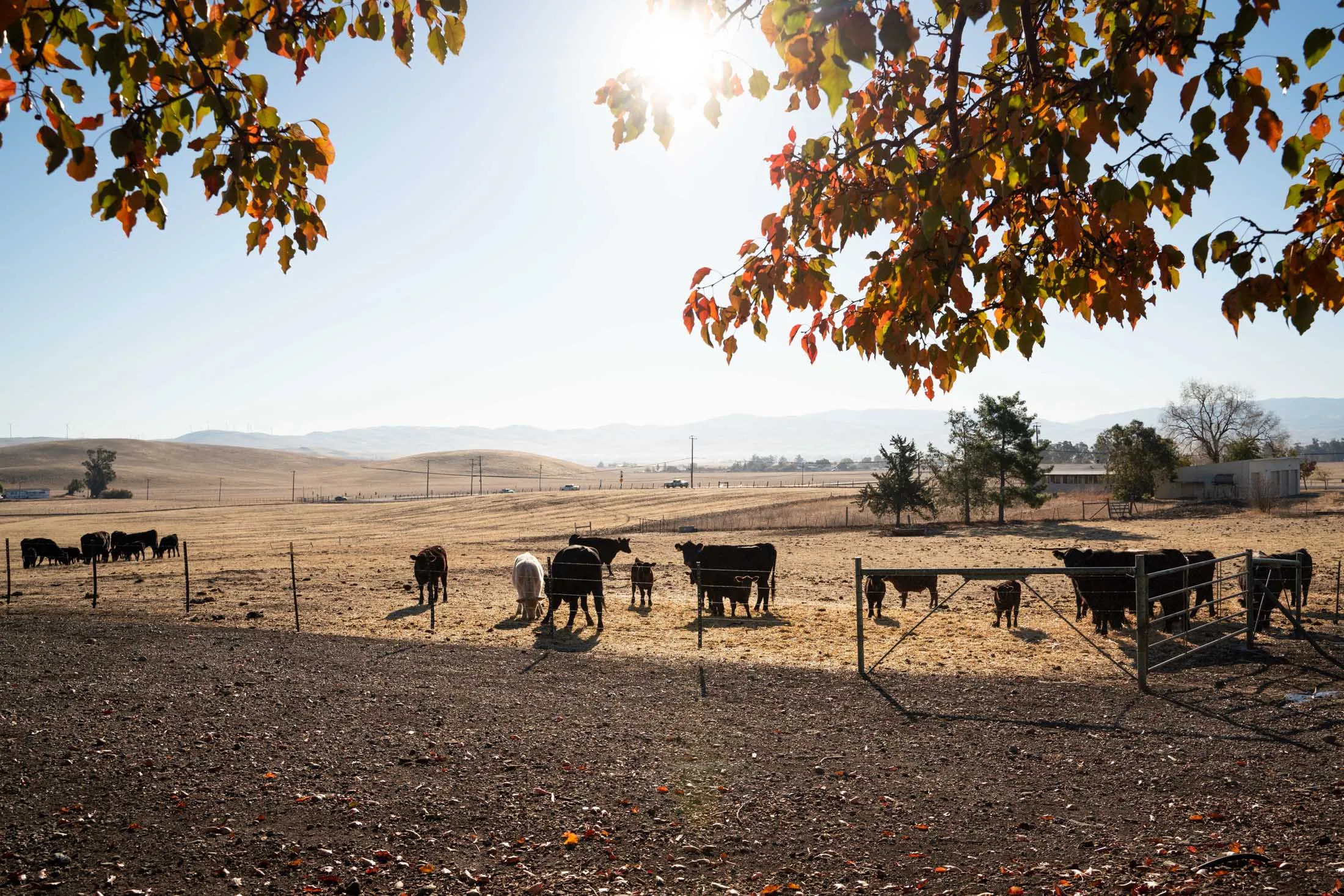 The Aramis Renewable Energy Project, developed by Intersect Power, would cover about 350 acres of private pastureland with&nbsp;solar arrays that can generate 100 megawatts of carbon-free electricity.
