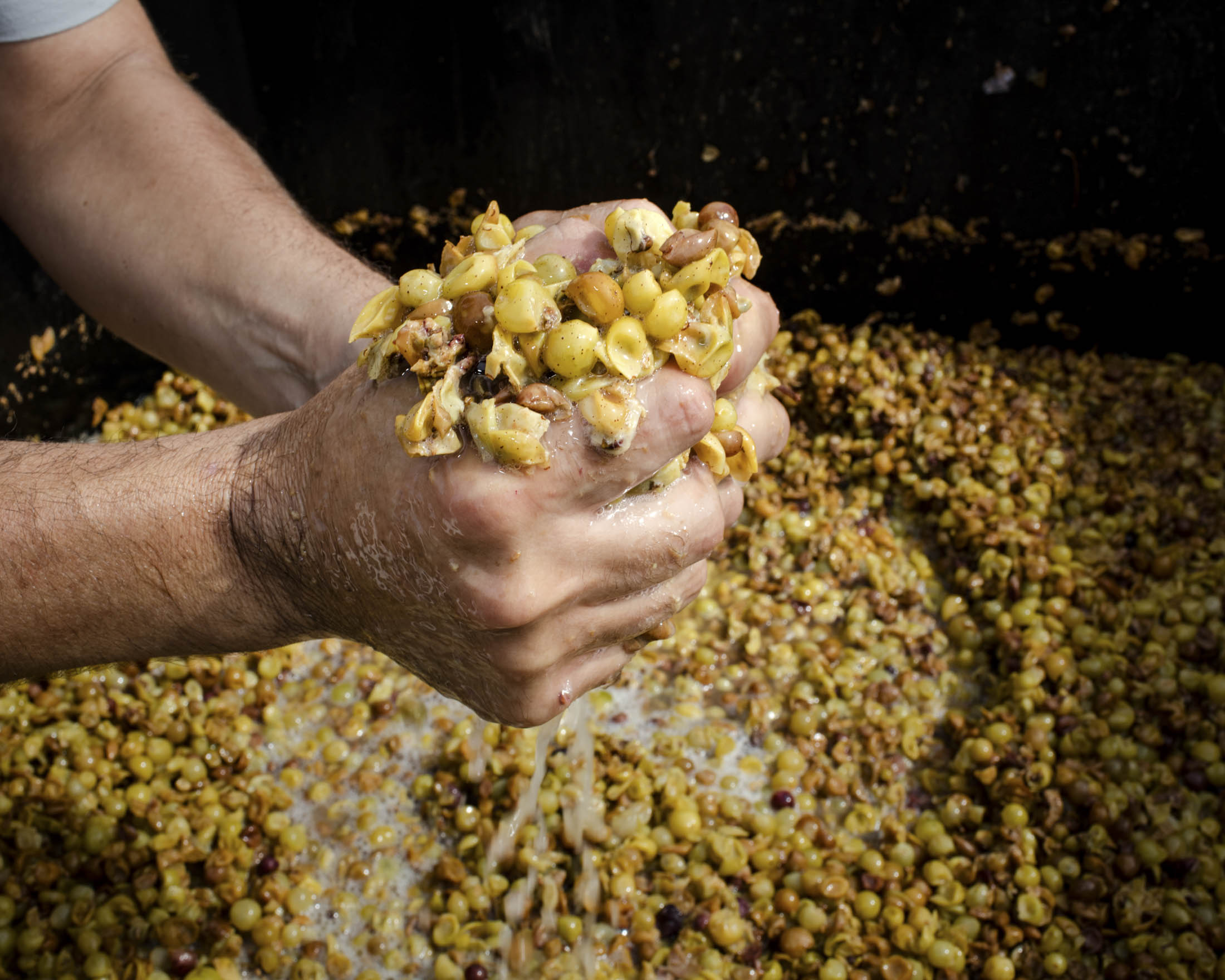 How PetNat Wine Is Made, From Vineyard to Bottle in Just Nine Days
